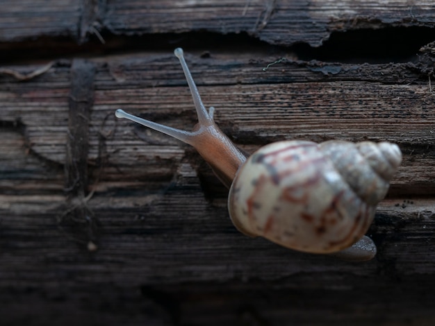 Snail on wood plank on soft focus
