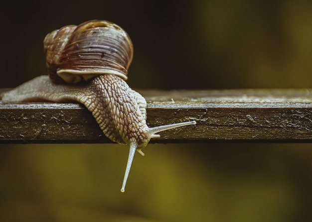Photo snail in wood