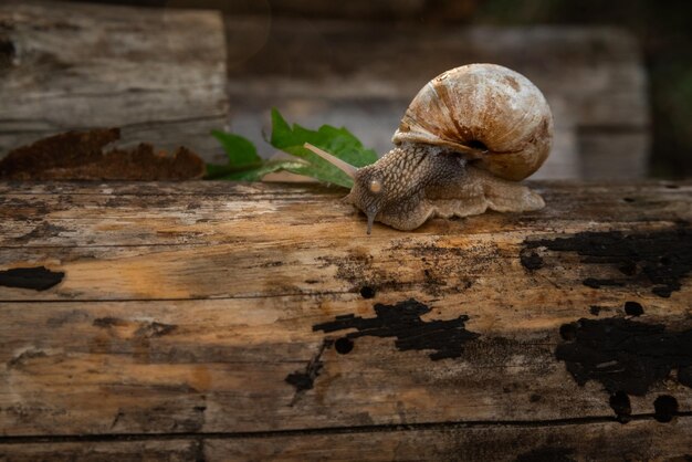 A snail in the woods after the rain Family Vacation Walk Weekend