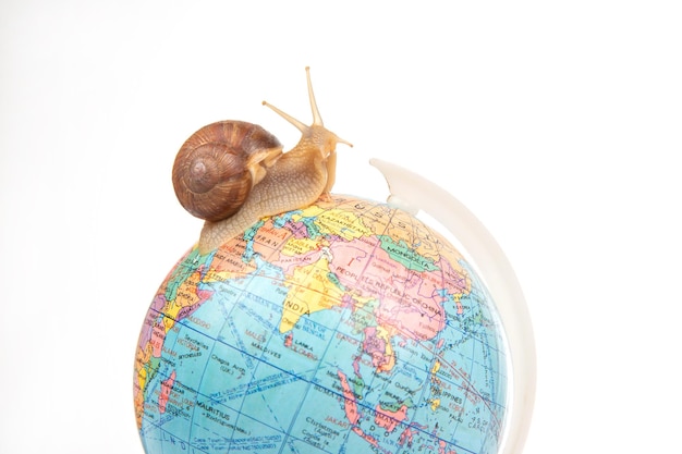 Snail and world globe model on white background Concept travel speed