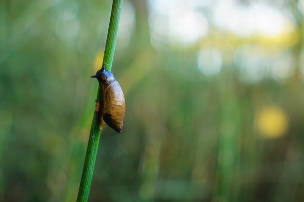 Photo snail