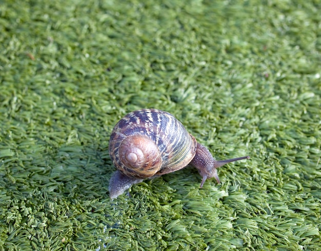 Snail