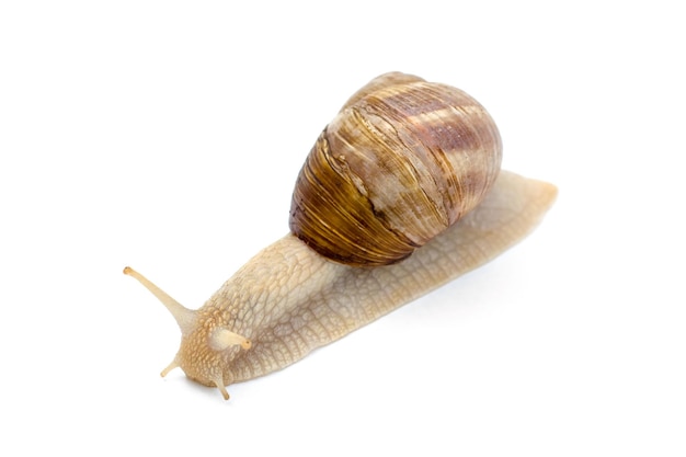 Snail