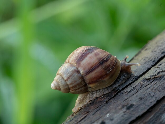 snail