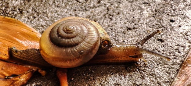 Snail