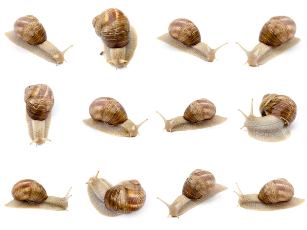 Snails collection