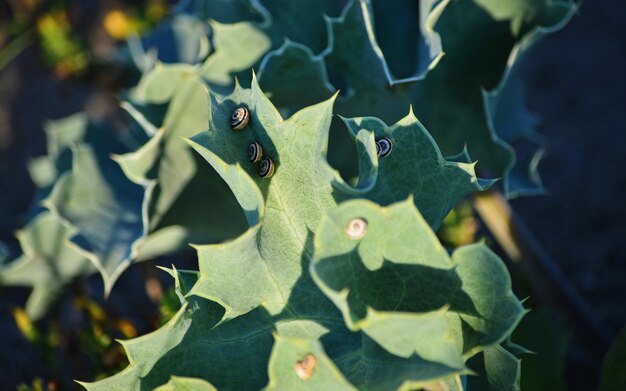 Snails on green leaves