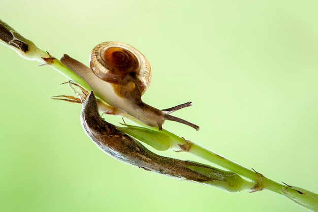 Snails on leaf in tropical garden