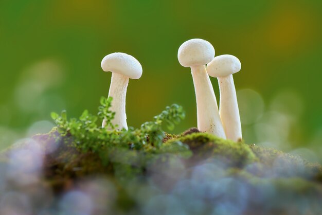 Snails on mushrooms when it rains