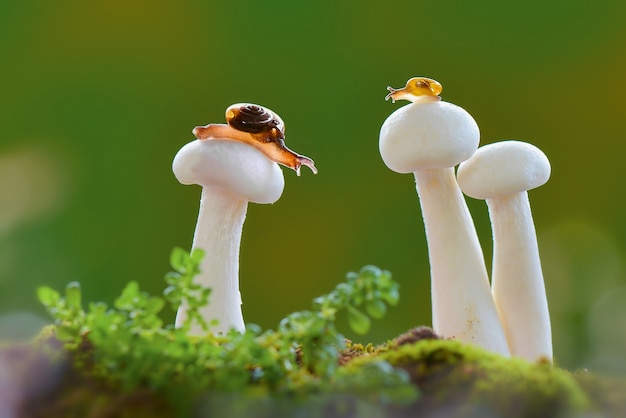 Snails on mushrooms when it rains