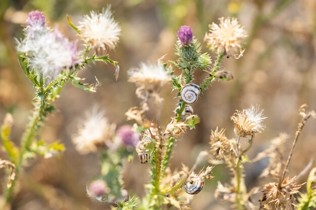 Snails on the plant stems