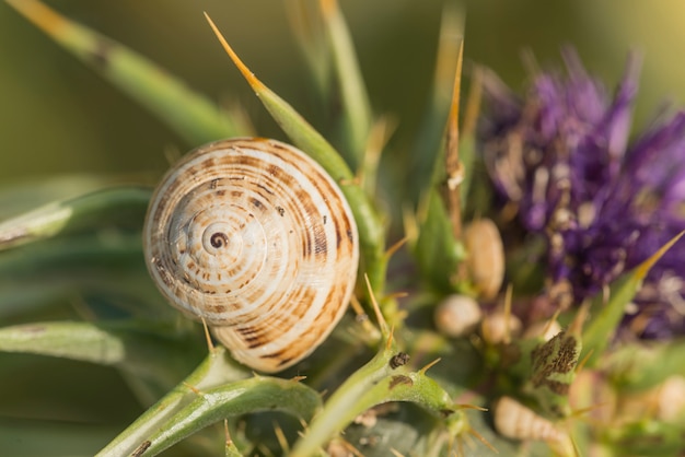 Snails on thistle