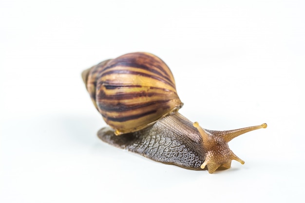 Snails on white background