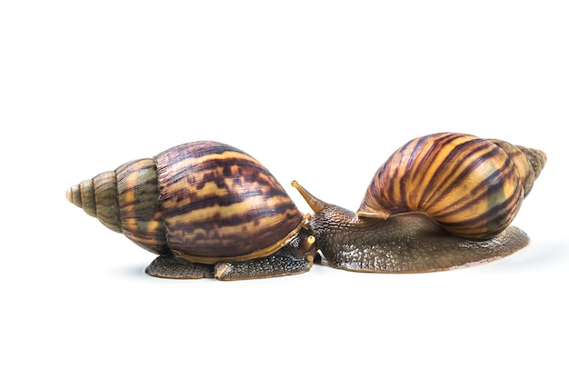 Snails on white background 