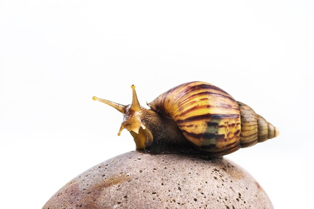 Snails on white background