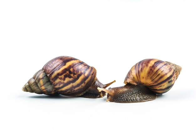 Snails on white background 