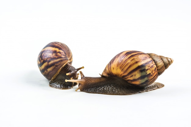 Snails on white background 