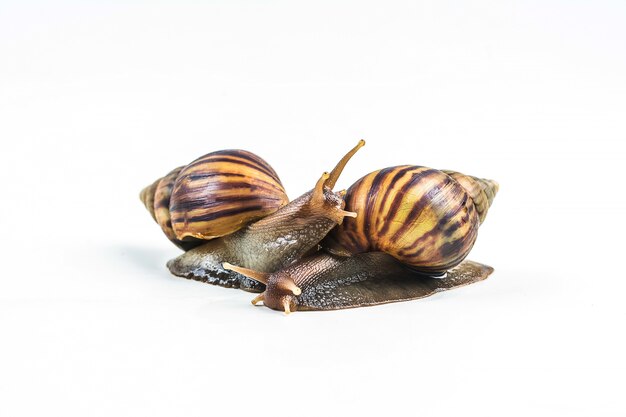 Snails on white background 