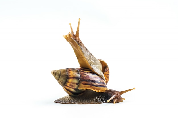 Snails on white background 