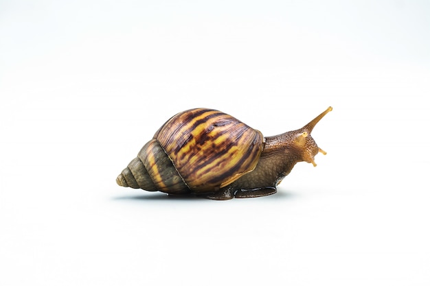 Photo snails on white background