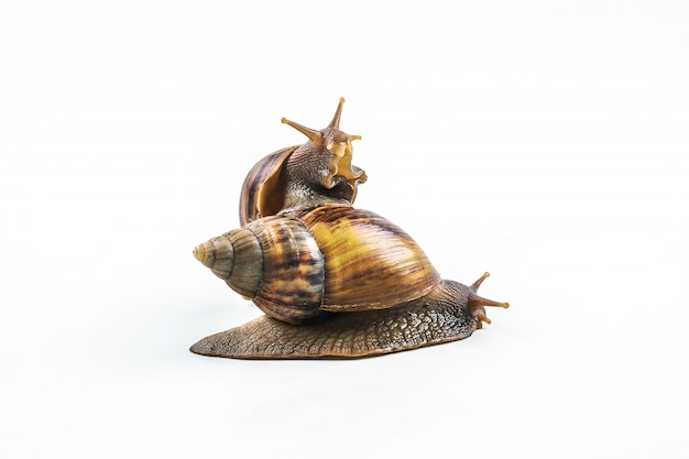 Snails on white background 