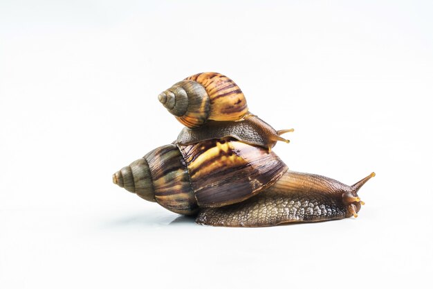 Snails on white background 