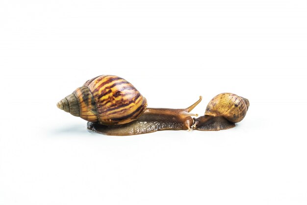 Snails on white background 