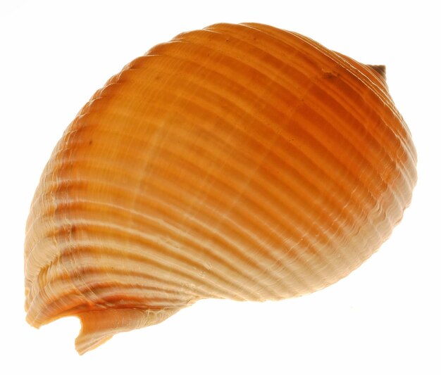 Snailshell