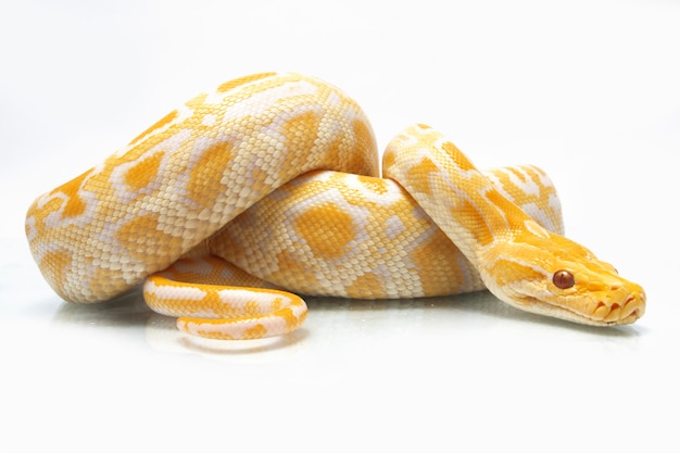 Snake Albino Birmese Python geïsoleerd op een witte achtergrond