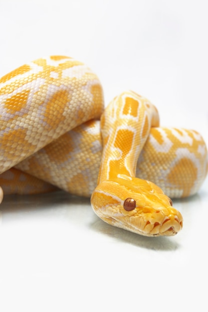 Snake Albino Burmese Python isolated on white background