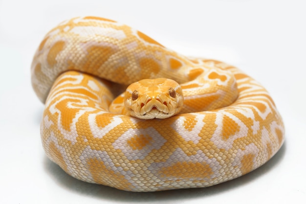 Snake Albino Burmese Python isolated on white background