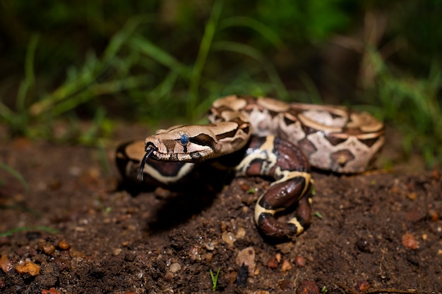 Snake boa, Brazilian fauna animal