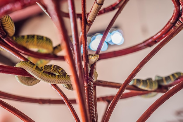 Snake on branch in Snake Temple at Penang, Malaysia