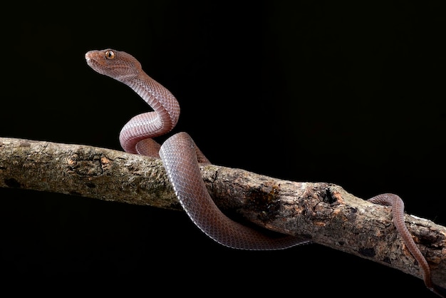 A snake on a branch with a black background