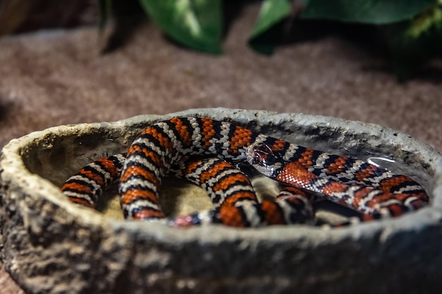 Photo a snake on brown rock