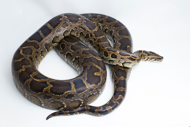 Foto serpente pitone birmano python molurus bivittatus isolato su sfondo bianco