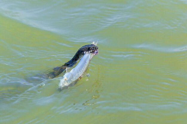 ヘビは水中で魚を捕まえます