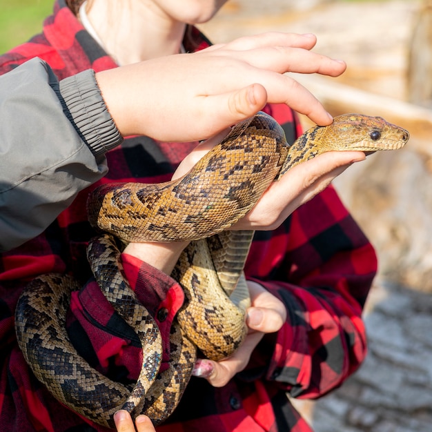 The snake Chilabothrus angulifer, - the Cuban boa and the Cuban tree boa.