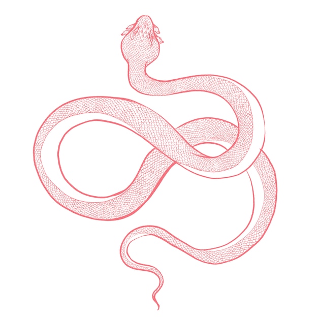 Foto isolamento del materiale di disegno del serpente