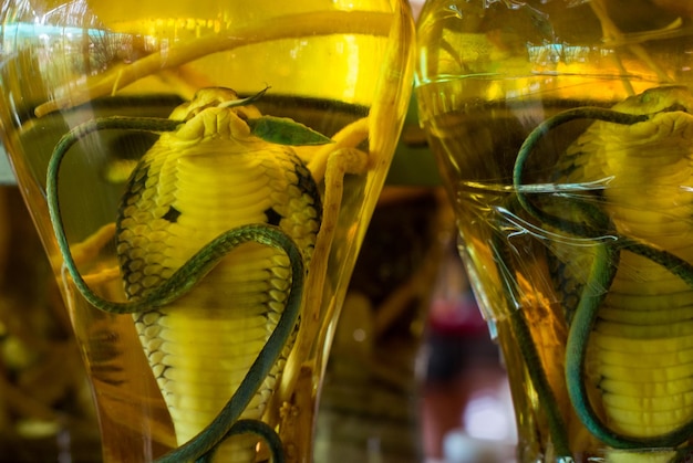 Snake drink Vietnam