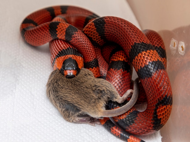 Snake eating a slaughtered rat in the laboratory.