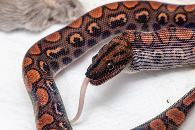 Snake eating a slaughtered rat in the laboratory.