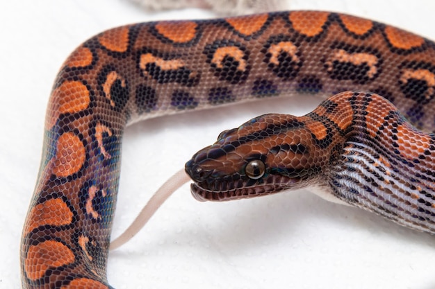 Snake eating a slaughtered rat in the laboratory.