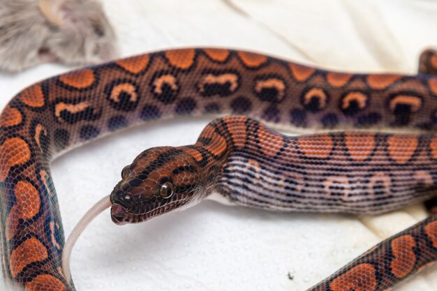 Foto serpente che mangia un topo macellato in laboratorio.