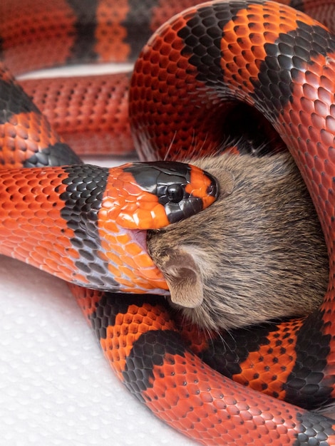 Snake eating a slaughtered rat in the laboratory