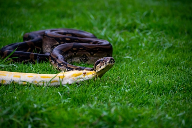 A snake on the grass with a banana in its mouth