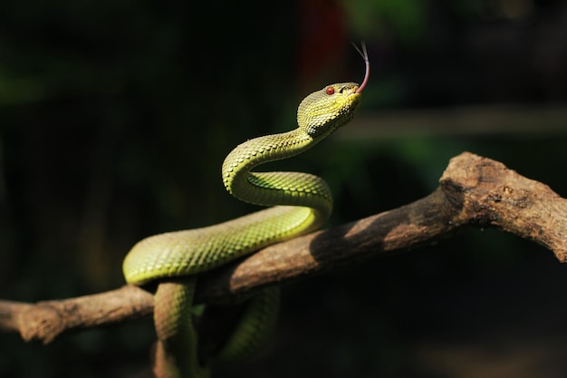 Snake Green Mangrove pit viper is a venomous pit viper species native to Southeast Asia