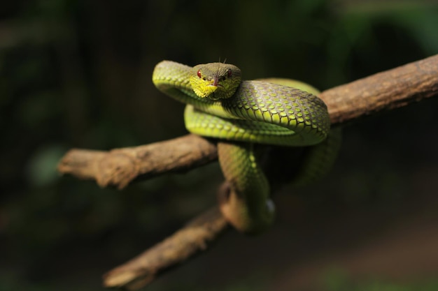 Snake Green Mangrove pit viper는 동남 아시아가 원산지인 독이 있는 pit viper 종입니다.