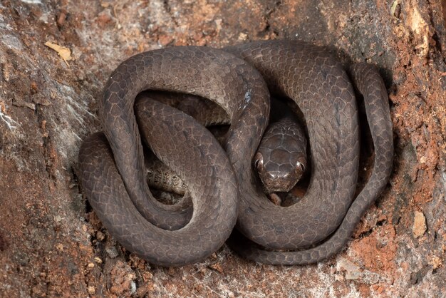 snake hiding in the holes in the tree