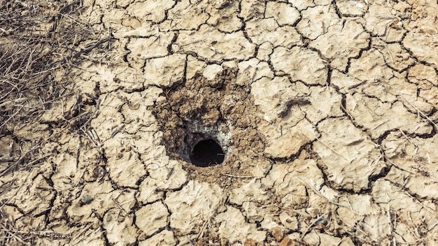 Snake hole in field